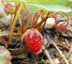 Attēlu rezultāti vaicājumam “Fragaria vesca leaf”