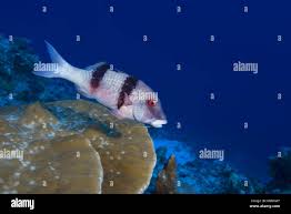 Image result for Parupeneus trifasciatus