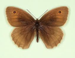 Attēlu rezultāti vaicājumam “Maniola jurtina”