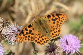 Attēlu rezultāti vaicājumam “Issoria lathonia underside”