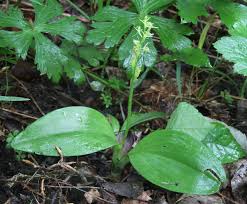 Attēlu rezultāti vaicājumam “Liparis loeselii leaf”
