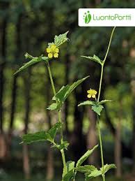 Attēlu rezultāti vaicājumam “Geum urbanum flower”