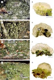 Attēlu rezultāti vaicājumam “Micarea sp.”
