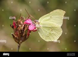 Attēlu rezultāti vaicājumam “Gonepteryx rhamni male”