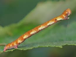 Attēlu rezultāti vaicājumam “Cyclophora albipunctata”