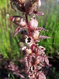 Attēlu rezultāti vaicājumam “Pedicularis palustris flower”