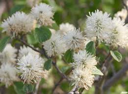 Attēlu rezultāti vaicājumam “Fothergilla major”