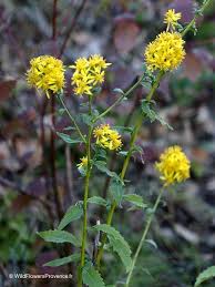 Image result for Solidago virgaurea