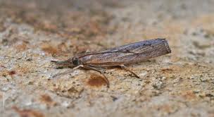 Attēlu rezultāti vaicājumam “Pediasia fascelinella”