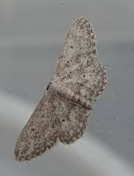 Attēlu rezultāti vaicājumam “Idaea seriata”
