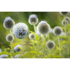 Attēlu rezultāti vaicājumam “Echinops sphaerocephalus flower”