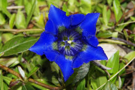 Image result for Enzian