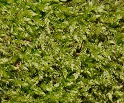 Attēlu rezultāti vaicājumam “Mnium”