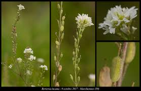 Attēlu rezultāti vaicājumam “Berteroa incana leaf”