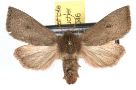 Attēlu rezultāti vaicājumam “Orthosia sp.”