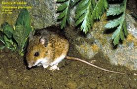 Attēlu rezultāti vaicājumam “Apodemus flavicollis”