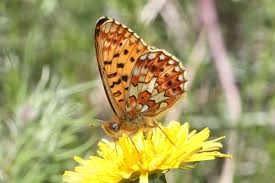 Attēlu rezultāti vaicājumam “Clossiana euphrosyne underside”