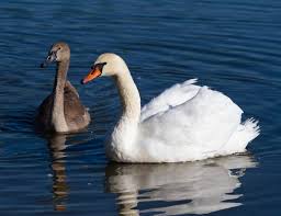 Attēlu rezultāti vaicājumam “Cygnus cygnus adult”