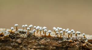 Attēlu rezultāti vaicājumam “Physarum leucophaeum stalked”