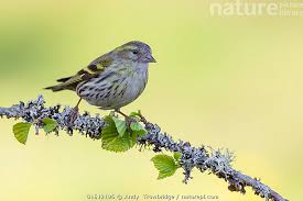 Attēlu rezultāti vaicājumam “Carduelis spinus female”