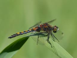 Attēlu rezultāti vaicājumam “Leucorrhinia pectoralis”