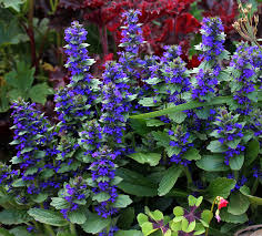 Attēlu rezultāti vaicājumam “Ajuga genevensis flower”
