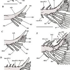 Image result for Moxostoma hubbsi