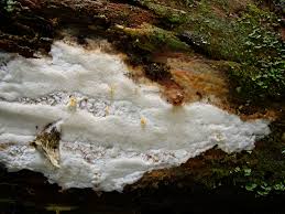 Attēlu rezultāti vaicājumam “Skeletocutis stellae”