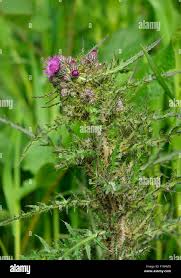 Attēlu rezultāti vaicājumam “Cirsium palustre fruit”