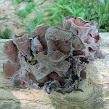 Attēlu rezultāti vaicājumam “Euura acutifoliae”