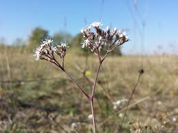 Attēlu rezultāti vaicājumam “Gypsophila fastigiata flower”