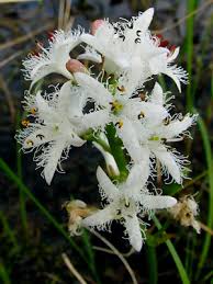 Attēlu rezultāti vaicājumam “Menyanthes trifoliata”