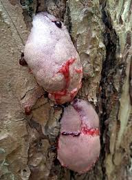 Attēlu rezultāti vaicājumam “Amaurochaete atra”