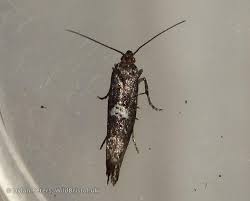 Attēlu rezultāti vaicājumam “Acrolepiopsis assectella”