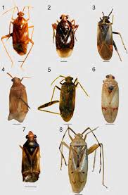 Attēlu rezultāti vaicājumam “Adelphocoris seticornis”