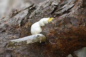 Attēlu rezultāti vaicājumam “Reticularia lobata young”