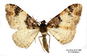 Attēlu rezultāti vaicājumam “Catarhoe cuculata”