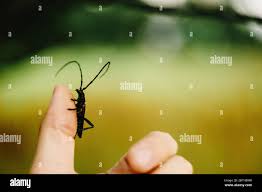 Attēlu rezultāti vaicājumam “Monochamus urussovi”