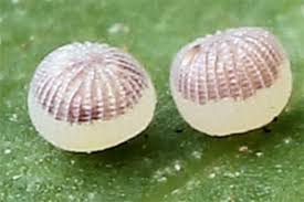 Attēlu rezultāti vaicājumam “Eriopygodes imbecilla”