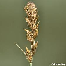 Attēlu rezultāti vaicājumam “Carex disticha”