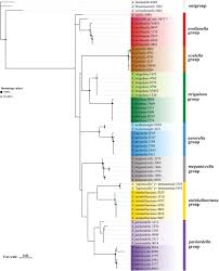 Attēlu rezultāti vaicājumam “Semioscopis oculella”