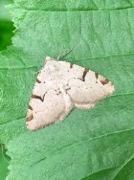 Attēlu rezultāti vaicājumam “Macaria wauaria”