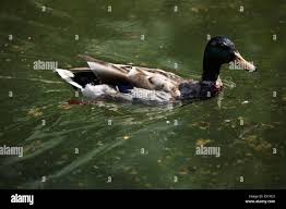 Attēlu rezultāti vaicājumam “Anas platyrhynchos male”