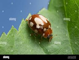 Attēlu rezultāti vaicājumam “Calvia quatuordecimguttata”