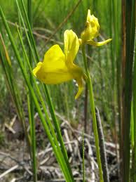 Attēlu rezultāti vaicājumam “Utricularia intermedia bud”