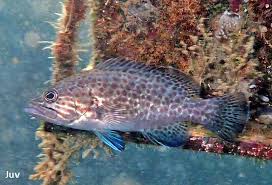 Image result for Mycteroperca olfax