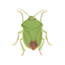 Attēlu rezultāti vaicājumam “Palomena prasina imago”