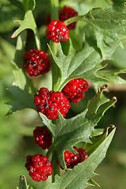 Attēlu rezultāti vaicājumam “Chenopodium foliosum fruit”