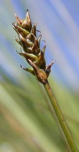 Attēlu rezultāti vaicājumam “Carex dioica”