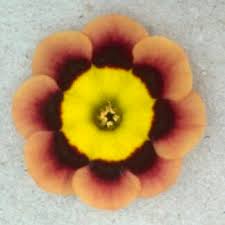 Attēlu rezultāti vaicājumam “Epimedium alpinum  flower”